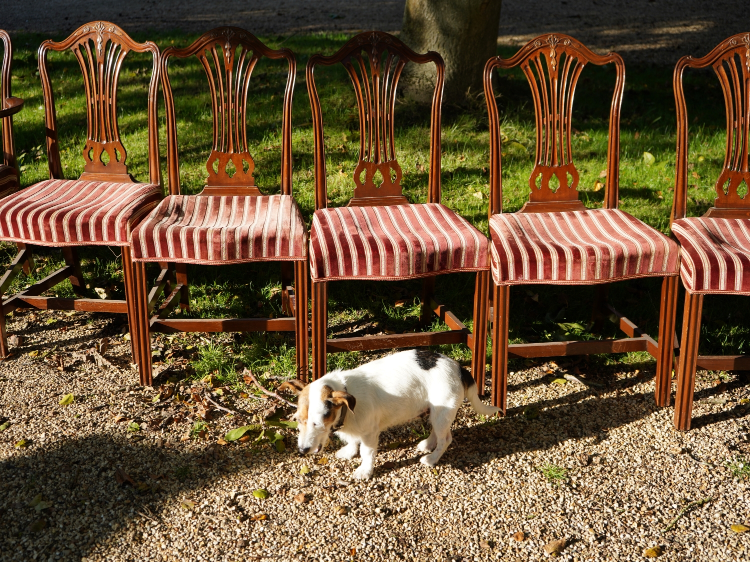 A Fine set of 10 Mahogany Dining Chairs comprising 8 single and 2 matching armchairs. Georgian in style to a design by George Hepplewhite.